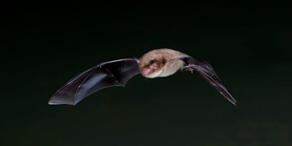 Build Your Own Bat Detector | Avalon Marshes Centre