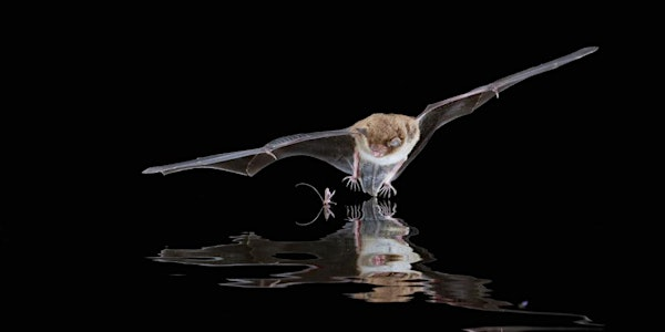 Bat Walk at Mottisfont | The Dun Beat