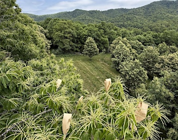 Tree Basics Talk: History of the American Chestnut | Ivy Creek Foundation