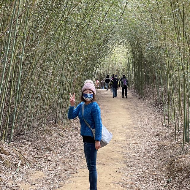 苗栗～三灣落羽松莊園