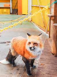 宮城蔵王キツネ村