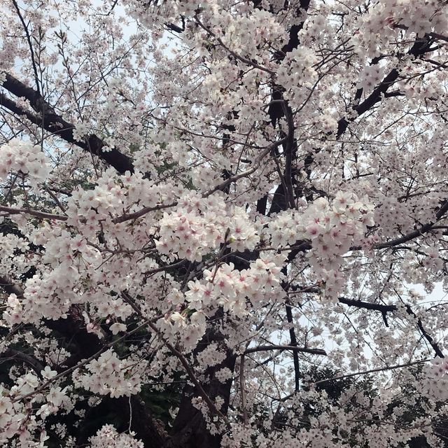 飛鳥山公園