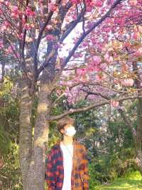 부산 민주공원, 겹벚꽃 명소 추천