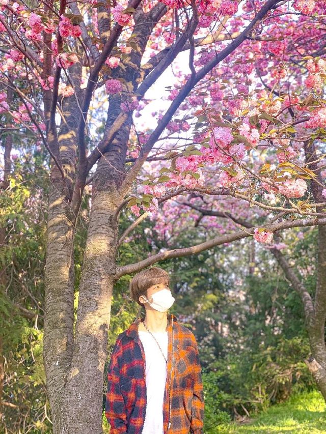 부산 민주공원, 겹벚꽃 명소 추천