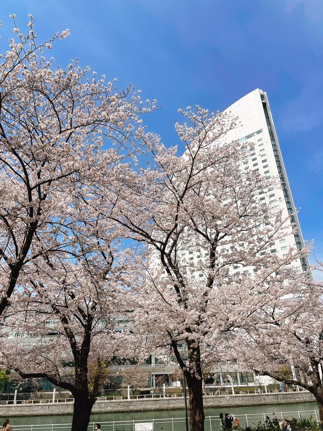 桜咲き誇る【カップヌードルミュージアムパーク】