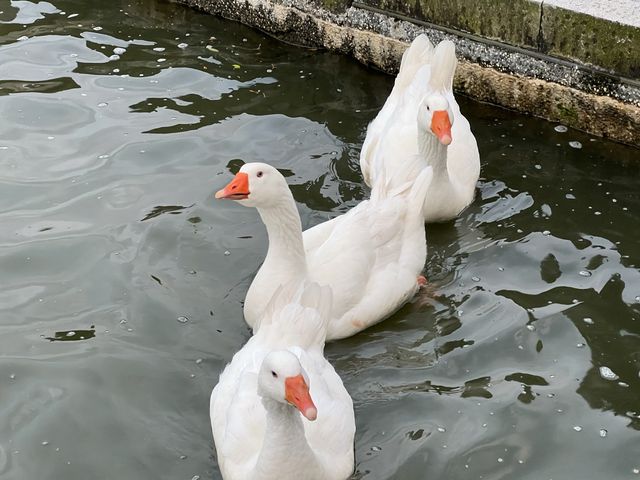 大湖公園散步去｜還可以看到好多的鳥、鵝、鴨😄