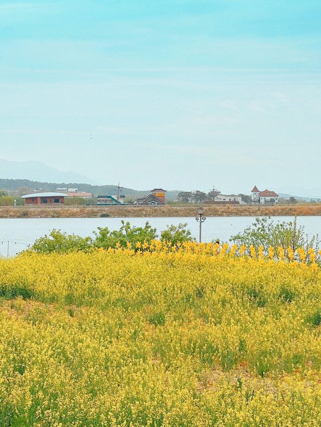 경주에서 유채꽃 풍경 제일 예쁜 카페🌼
