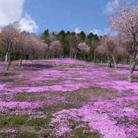 北海道瀧上芝櫻公園