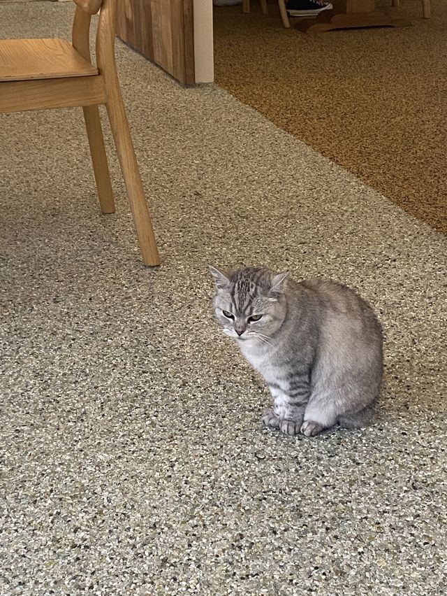 부산에서 귀여운 고양이 친구와 함께하는 즐거운 티타임 🐱