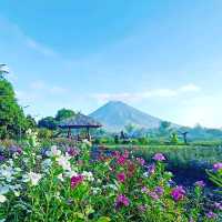 Dine with the gods at Mt. Mayon