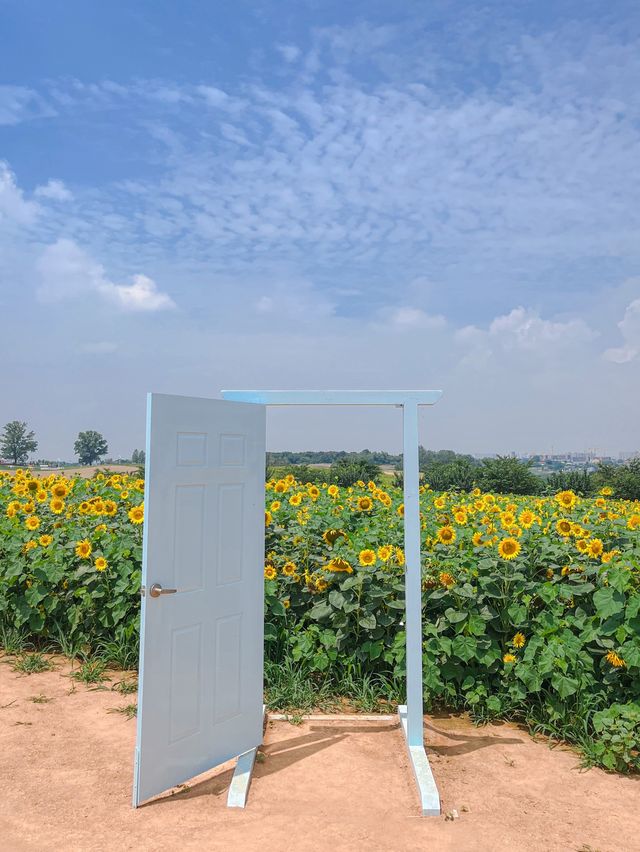 가장먼저 만나본 팜랜드의 해바라기🌻
