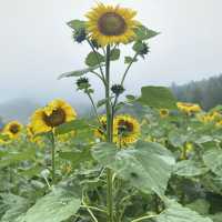 태백 구와우마을 🌻해바라기축제🌻