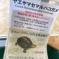 モスラ！