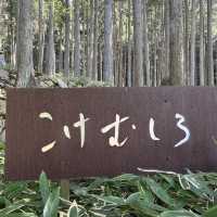 【まるでジブリの世界！こけむしろ】