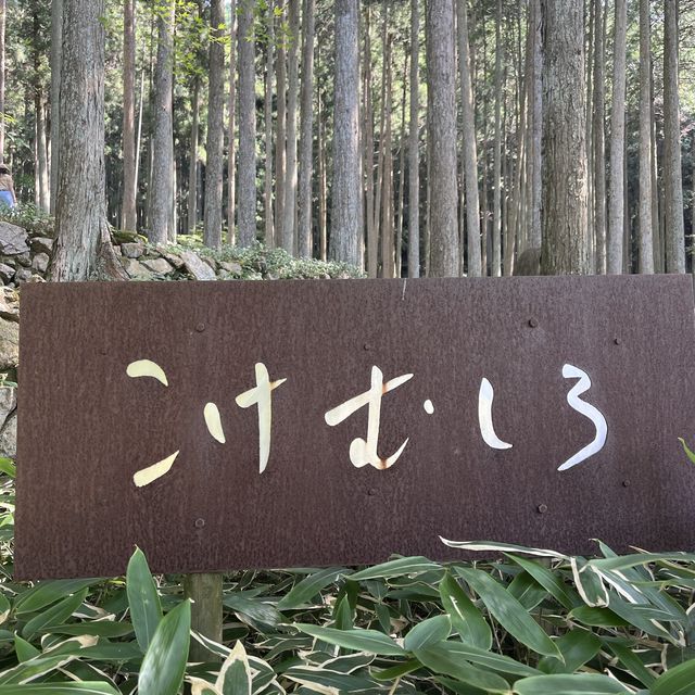 【まるでジブリの世界！こけむしろ】