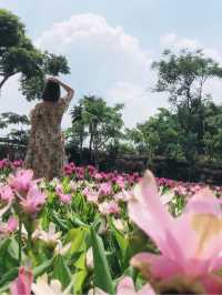 卓蘭山林間的花卉園區 花露農場 Flower Home