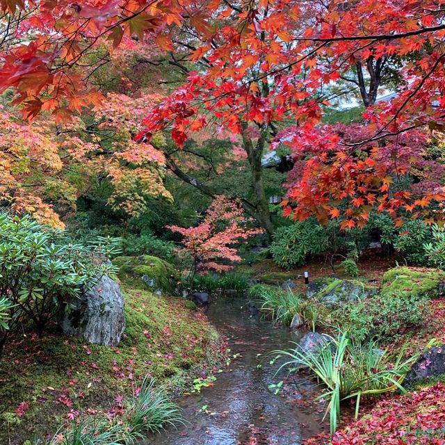 京都紅葉2022  宝厳院の素晴らしい紅葉