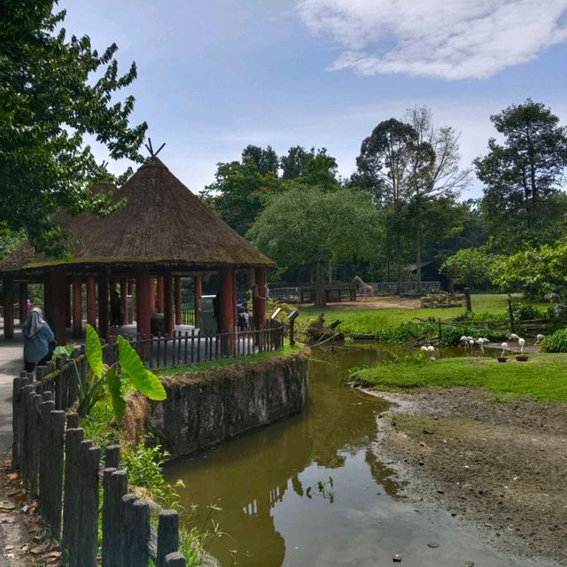 Zoo Taiping, a house of amazing animals.