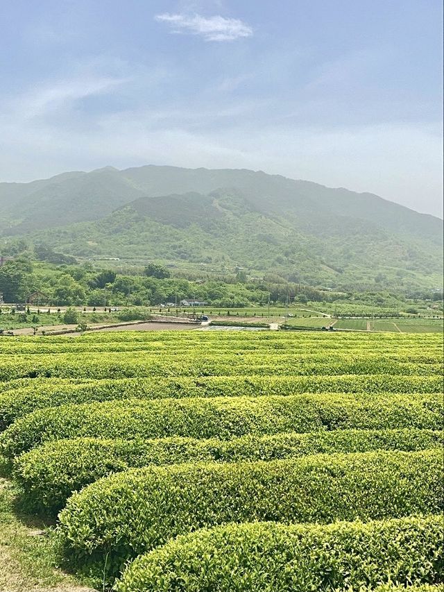 하동녹차의 근본