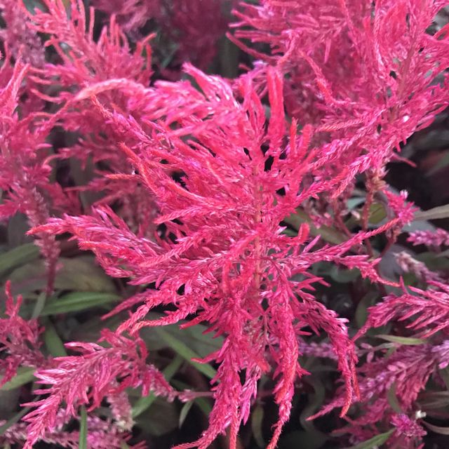 新加坡🇸🇬Marina Bay溫室🌸🌼花迷必去