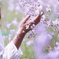 ทุ่งดอกหงอนนาค 💜สีม่วงฟรุ๊งฟริ๊ง สวยหวานใจละลาย