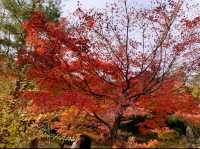 京都[紅葉めぐり]    　ー獅子吼の庭ー　宝厳院にて心を癒す