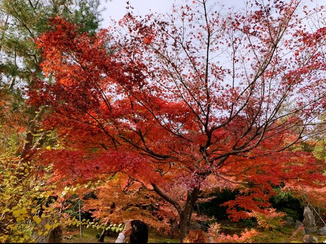 京都[紅葉めぐり]    　ー獅子吼の庭ー　宝厳院にて心を癒す