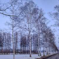 夕暮れの十勝牧場の白樺並木
