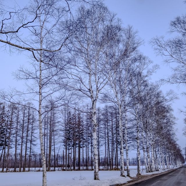 夕暮れの十勝牧場の白樺並木
