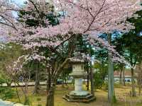 京都　SAKURA 桜めぐり❗️南禅寺の桜に感動❗️