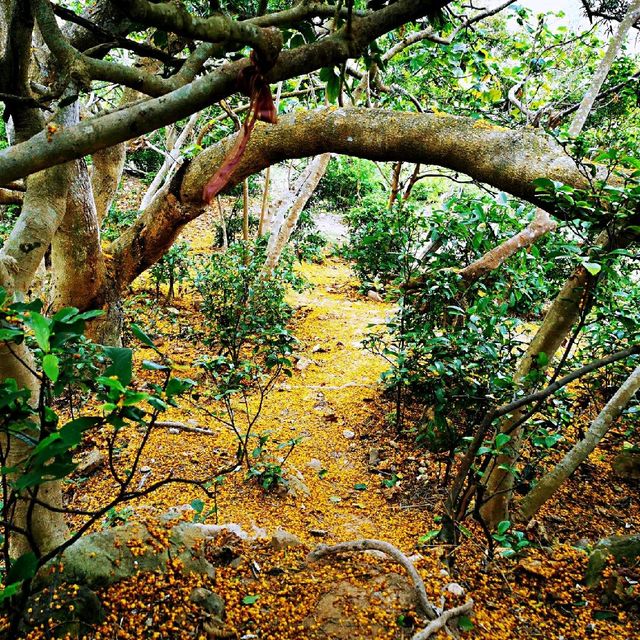 隱世山脈白虎山