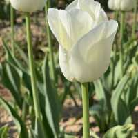 tulip garden Hiroshima 