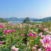 임실 옥정호수 뷰 인생샷명소 “작약꽃밭”🌸🌸 