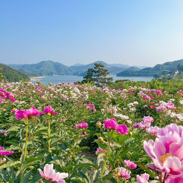 임실 옥정호수 뷰 인생샷명소 “작약꽃밭”🌸🌸 