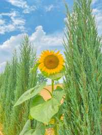 가장먼저 만나본 팜랜드의 해바라기🌻