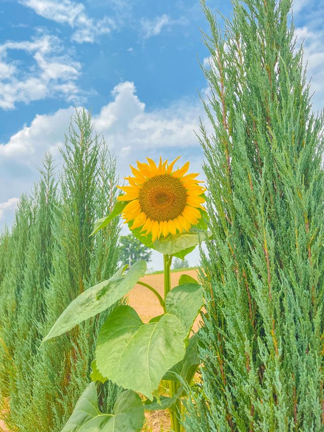 가장먼저 만나본 팜랜드의 해바라기🌻