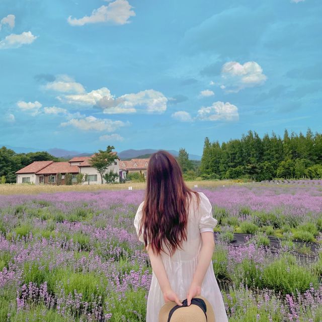 보라보라 라벤더 꽃향기에 취할수있는곳 ‘하늬라벤더팜’