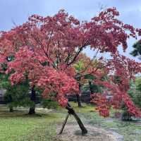 【京都】豪華絢爛な建築の世界遺産