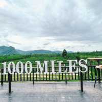 "ไร่ชา 1,000 ไมล์" .. พัทลุงก็มีไร่ชา