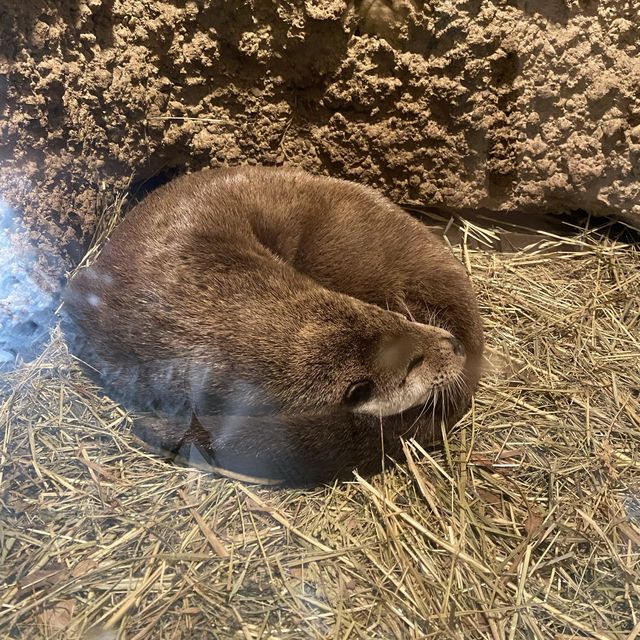 薩爾斯堡動物園半天遊！