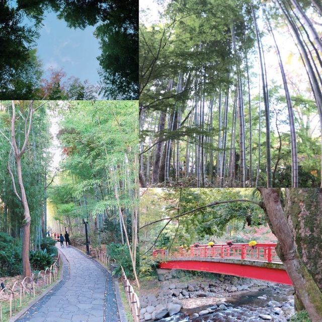 修善寺竹林の小怪【静岡県/修善寺 】