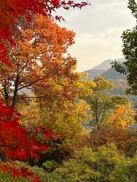 가을 단풍 명소 화담숲 미리보기🍁