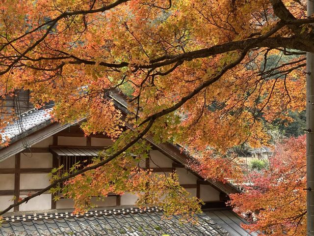 最美紅葉香嵐溪