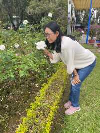 สวนดอกไม้เมืองหนาว ดาลัด (Dalat Flower Park
