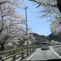日本 天童公園舞鶴山