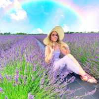 LAVENDER FIELDS
