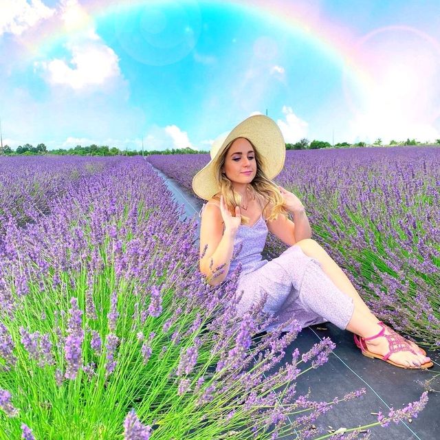 LAVENDER FIELDS