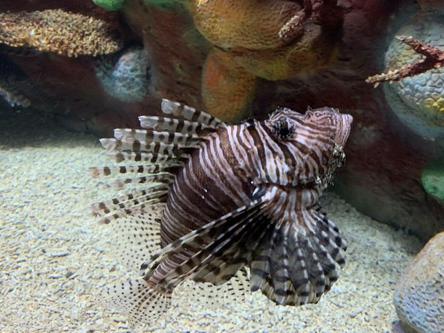 澎湖景點-澎湖水族館