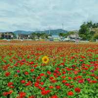 꽃들의 활주로 : 제천 비행장✈🌻