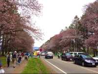 北海道　静内桜めぐり❗️ 二十間道路桜並木の桜に感動❗️